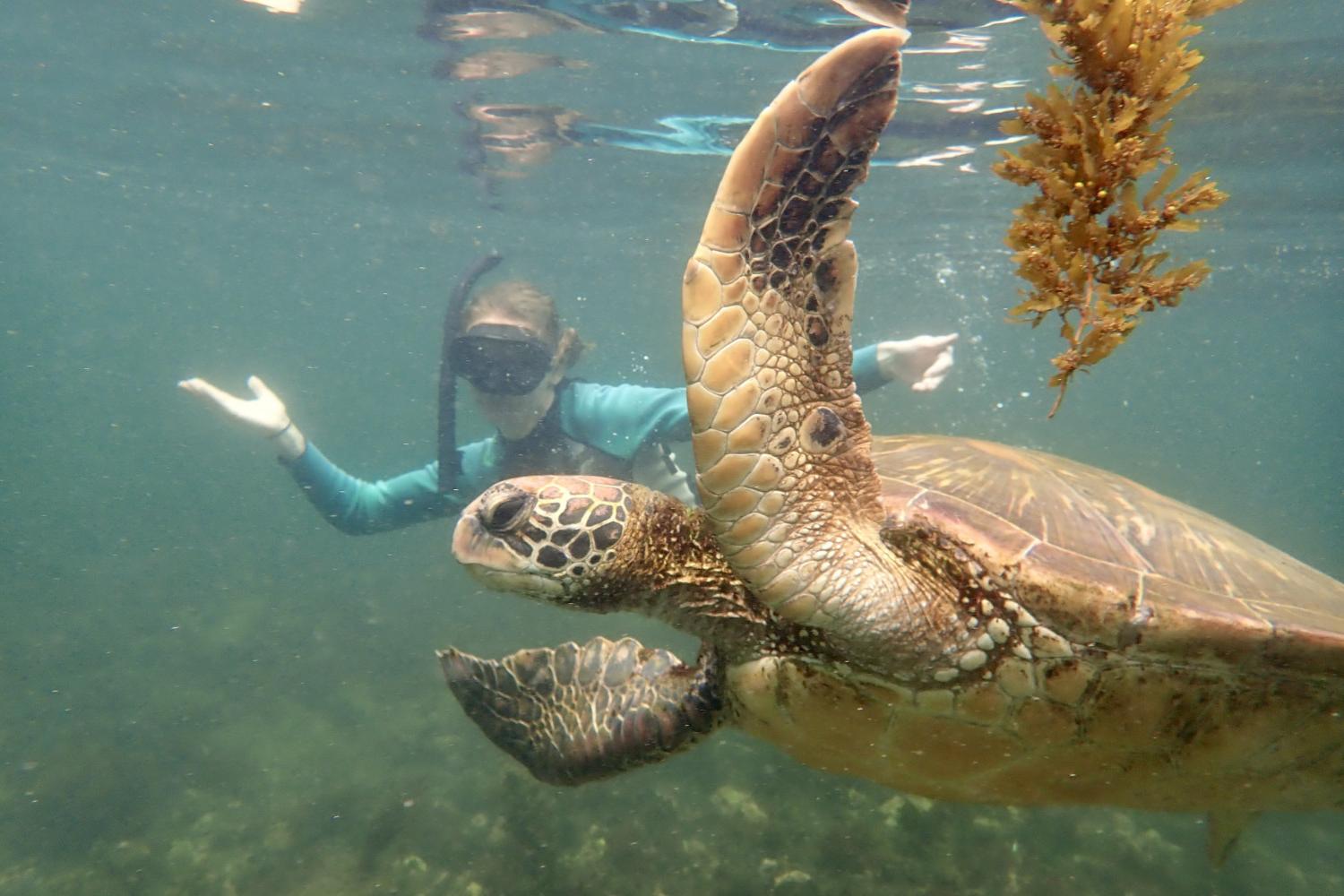 一名<a href='http://8u.njopks.com'>博彩网址大全</a>学生在Galápagos群岛游学途中与一只巨龟游泳.